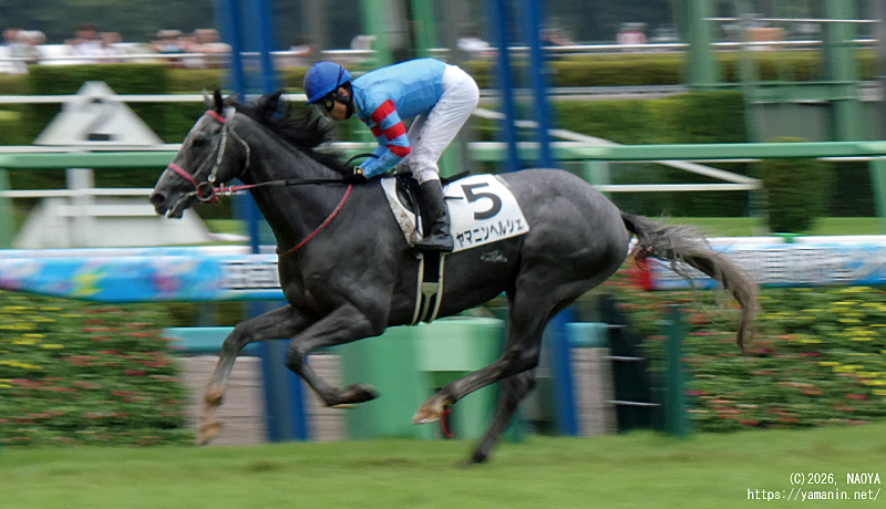 自己条件戦・先頭でゴールするヤマニンヘルシェ