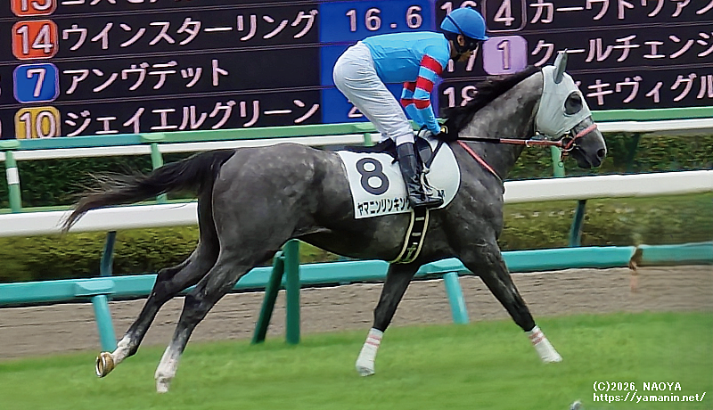 3歳未勝利・本馬場入場するヤマニンリンキング