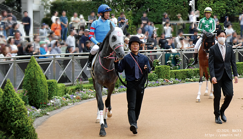 3歳未勝利・パドックのヤマニンリンキング