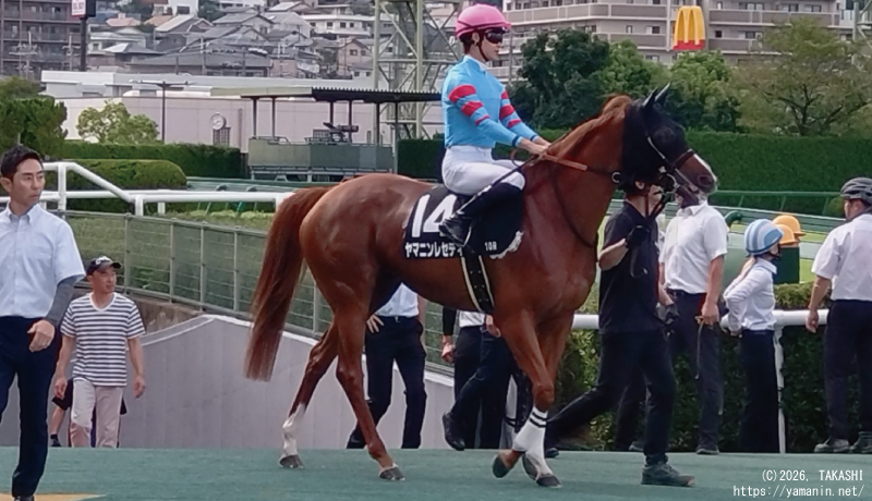 北摂特別・本馬場入場するヤマニンレセディ