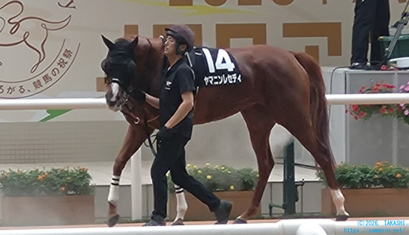 北摂特別・パドックのヤマニンレセディ