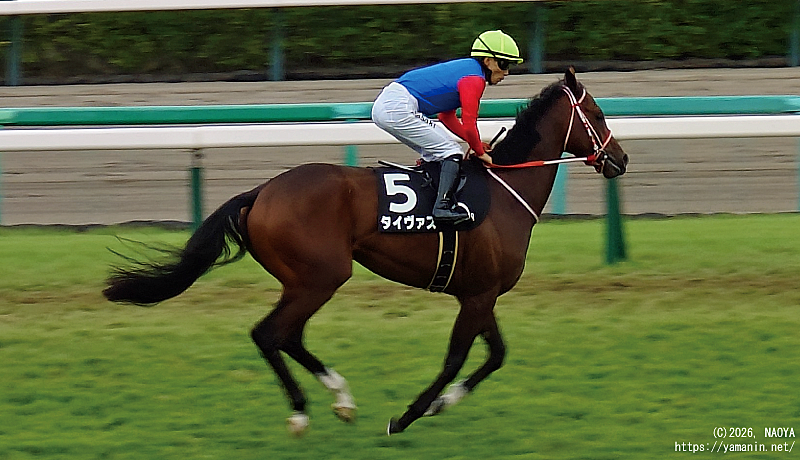 芙蓉ステークス・本馬場入場するタイヴァス