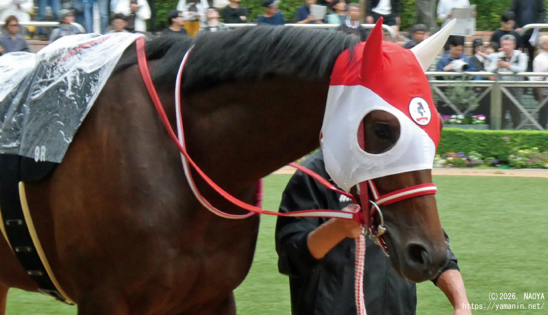 芙蓉ステークス・パドックのタイヴァス