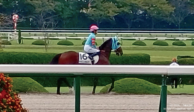 デビュー戦・本馬場入場するヤマニンイハナ