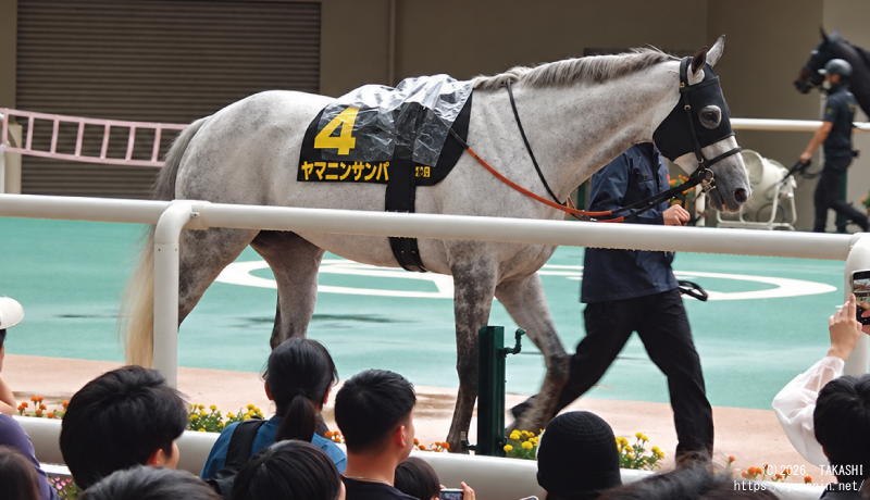 ポートアイランドステークス・パドックのヤマニンサンパ