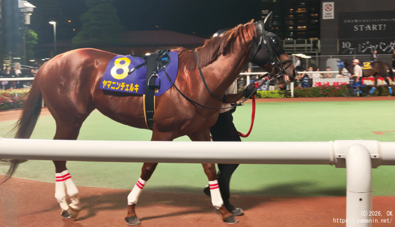 東京盃・パドックのヤマニンチェルキ