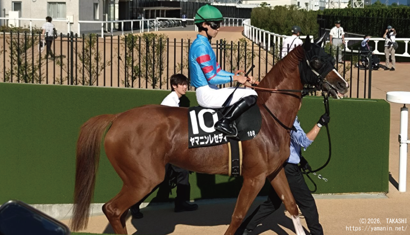宇治川特別・本馬場に入るヤマニンレセディ